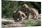 Coyote pups determining dominance. Rocky Mountain foothills by Anonymous