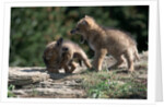 Coyote pups determining dominance. Rocky Mountain foothills by Anonymous
