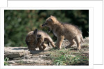 Coyote pups determining dominance. Rocky Mountain foothills by Anonymous