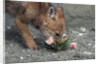 Coyote Pup Examining Evening Primrose by Anonymous