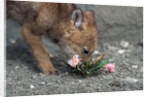 Coyote Pup Examining Evening Primrose by Anonymous