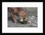 Coyote Pup Examining Evening Primrose by Anonymous
