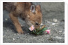 Coyote Pup Examining Evening Primrose by Anonymous