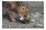 Coyote Pup Examining Evening Primrose by Anonymous