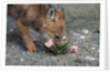 Coyote Pup Examining Evening Primrose by Anonymous
