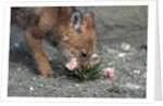Coyote Pup Examining Evening Primrose by Anonymous