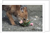Coyote Pup Examining Evening Primrose by Anonymous