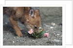Coyote Pup Examining Evening Primrose by Anonymous