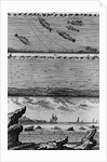 Engraving of Cod Fishing by Anonymous