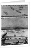 Engraving of Cod Fishing by Anonymous