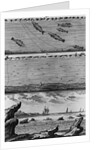 Engraving of Cod Fishing by Anonymous