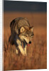 Gray Wolf on Prairie by Anonymous