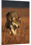 Gray Wolf on Prairie by Anonymous