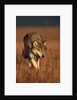 Gray Wolf on Prairie by Anonymous