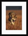 Gray Wolf on Prairie by Anonymous