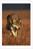 Gray Wolf on Prairie by Anonymous
