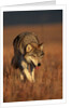 Gray Wolf on Prairie by Anonymous