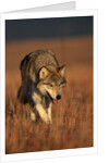 Gray Wolf on Prairie by Anonymous