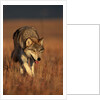 Gray Wolf on Prairie by Anonymous