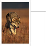 Gray Wolf on Prairie by Anonymous