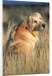 Golden Retriever in Prairie Grass by Anonymous