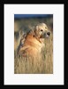 Golden Retriever in Prairie Grass by Corbis