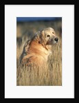 Golden Retriever in Prairie Grass by Anonymous