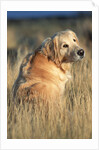 Golden Retriever in Prairie Grass by Anonymous