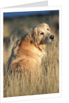 Golden Retriever in Prairie Grass by Corbis