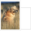 Golden Retriever in Prairie Grass by Anonymous