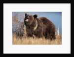 Grizzly Bear Eating Apple by Anonymous