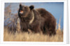 Grizzly Bear Eating Apple by Anonymous