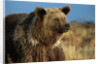 Grizzly Bear near Lake by Anonymous