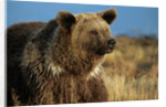 Grizzly Bear near Lake by Anonymous