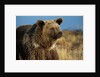 Grizzly Bear near Lake by Anonymous