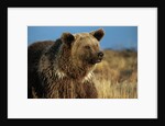 Grizzly Bear near Lake by Anonymous
