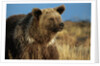 Grizzly Bear near Lake by Anonymous