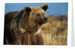 Grizzly Bear near Lake by Anonymous