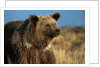 Grizzly Bear near Lake by Anonymous