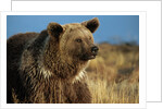 Grizzly Bear near Lake by Anonymous