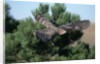 Young Northern Goshawk Flying from Ponderosa Pine by Anonymous