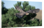 Young Northern Goshawk Flying from Ponderosa Pine by Anonymous