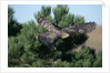 Young Northern Goshawk Flying from Ponderosa Pine by Anonymous
