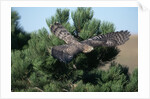 Young Northern Goshawk Flying from Ponderosa Pine by Anonymous