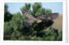 Young Northern Goshawk Flying from Ponderosa Pine by Anonymous