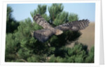Young Northern Goshawk Flying from Ponderosa Pine by Anonymous