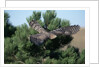 Young Northern Goshawk Flying from Ponderosa Pine by Anonymous