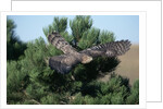 Young Northern Goshawk Flying from Ponderosa Pine by Anonymous
