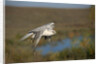 Gyrfalcon in Flight by Anonymous