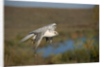 Gyrfalcon in Flight by Anonymous